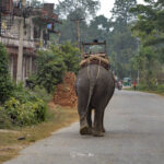 2024-10 - Népal - J11 - Parc National de Chitwan - 139